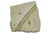 Fossil Samara (Winged Seed) - Green River Formation, Utah #368762-1